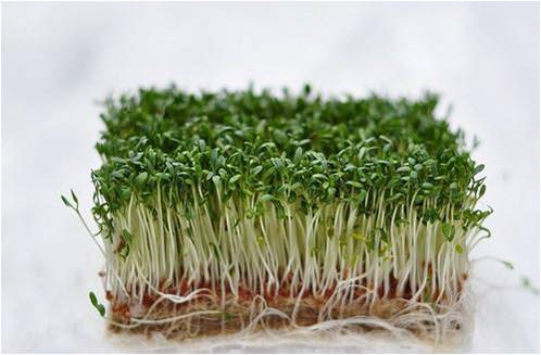 Garden Cress - Sprouting Seeds, Lepidium sativum